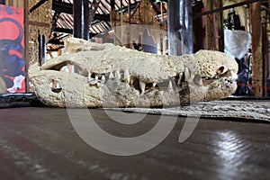 Crocodile skull