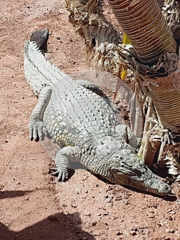 crocodile sleep animal dormir animal foret nature photo