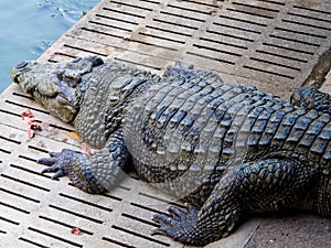 Crocodile sleep open mouth The food is chicken in the zoo.