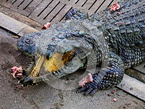 Crocodile sleep open mouth The food is chicken in the zoo.