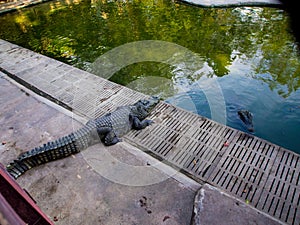 Crocodile sleep open mouth The food is chicken in the zoo.