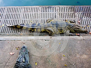 Crocodile sleep open mouth The food is chicken in the zoo.