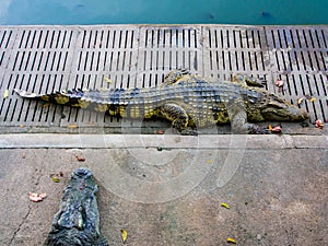 Crocodile sleep open mouth The food is chicken in the zoo.