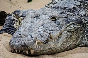 The Crocodile sleeps tonight