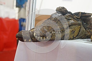 Crocodile specimens