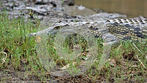 Crocodile in St Lucia