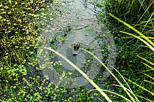 Crocodile stalking in the water photo