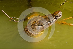 Crocodile stuck his head out of the muddy river. Rio Lagartos, Yucatan, Mexico