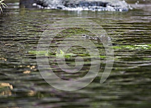 Crocodile subfamily Crocodylinae