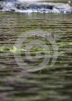 Crocodile subfamily Crocodylinae