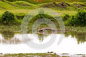 Crocodile subfamily Crocodylinae in the water in Serengeti