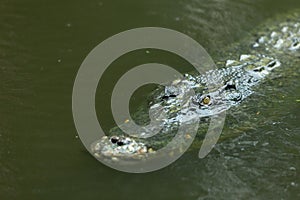 A crocodile submerged with only the yellow eyes visable