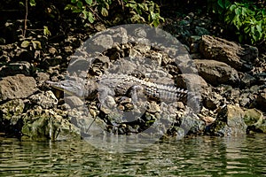 Crocodile at Sumidero Canyon - Chiapas, Mexico