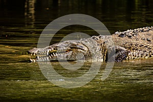 Crocodile at Sumidero Canyon - Chiapas, Mexico