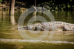 Crocodile at Sumidero Canyon - Chiapas, Mexico
