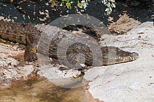 Crocodile in the sun