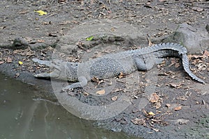 A crocodile is sunbathing.