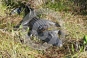 Crocodile is sunbathing in the meadow