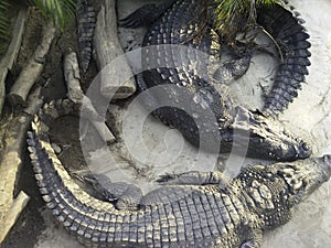 Crocodile is sunbathing