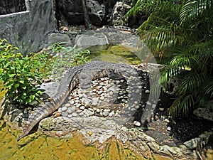 Crocodile Sunbathing near The Pond, Clipping Path