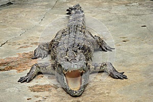 Crocodile sunbathing