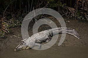 Crocodile in Sundarbans national park in Bangladesh