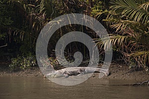 Crocodile in Sundarbans national park in Bangladesh