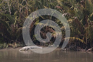 Crocodile in Sundarbans national park in Bangladesh