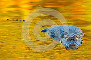 Crocodile and sunset. Yacare Caiman in the dark orange evening water surface with sun, nature river habitat, Pantanal, Brazil. Wi