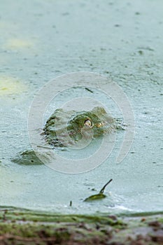 Crocodile surfacing through algae