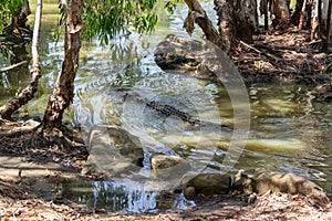 Crocodile swiming in a river in HARTLEY’S CROCODILE ADVENTURES