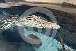 Crocodile swimming in an artificial pool of the aquarium where it is enclosed.