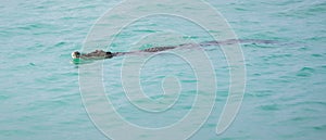 Crocodile swimming close to the shoreline, saltwater crocodile calmly moves on the turquoise color water surface