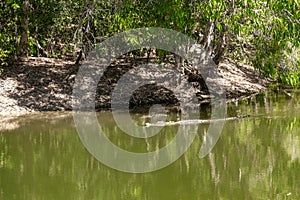 Crocodile swimming in the crocodile lagoon in Hartley’s Crocodile Adventures
