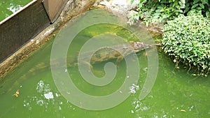 Crocodile swimming in the little pond in public garden