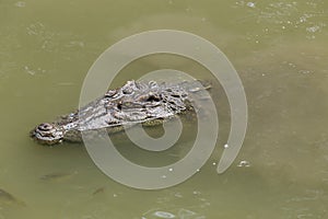 Crocodile swimming make water to be muddy