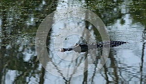 Crocodile Swimming In Pond photo