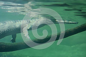 Crocodile Swimming Under the Water