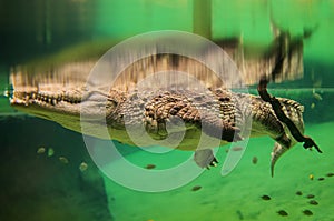 Crocodile
