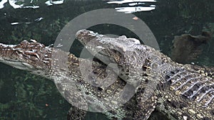 A crocodile swimming underwater