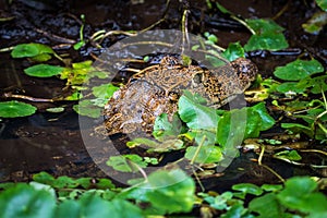 Crocodile swimming in water