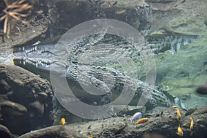 Crocodile swimming in water