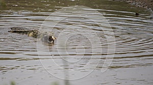 Crocodile swimming in water