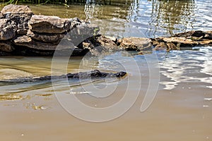 A crocodile swims by the edge of Lake Baringo