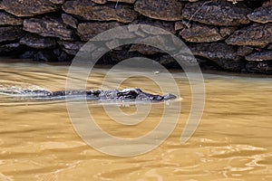 A crocodile swims by the edge of Lake Baringo