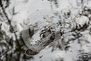 Crocodile swims in the river. Crocodile swimming water. Dangerous crocodile with head exposed at the water`s surface