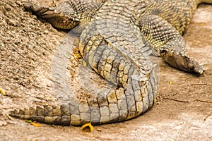 The crocodile tail has many scales