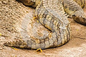 The crocodile tail has many scales