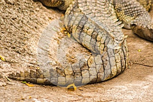 The crocodile tail has many scales