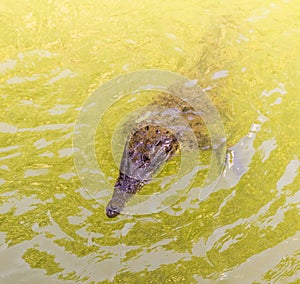 Crocodile take a bath in the river